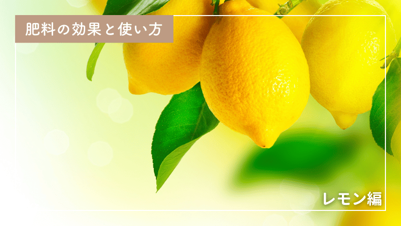 レモンの肥料の与え方とタイミング