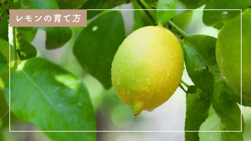 レモンの育て方完全マニュアル｜失敗しない栽培テクニック