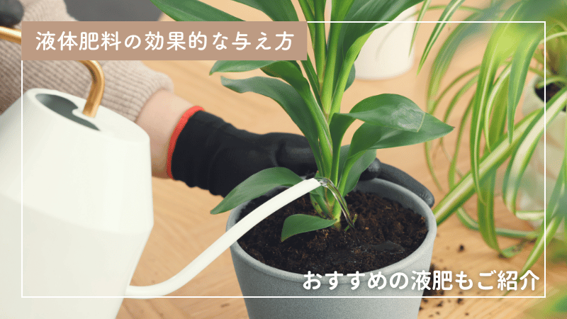 液体肥料は植物が〇〇の時が効果的｜おすすめの液肥やタイミング