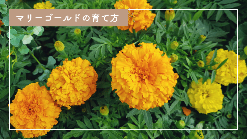 初心者でも簡単！マリーゴールドの育て方と楽しみ方