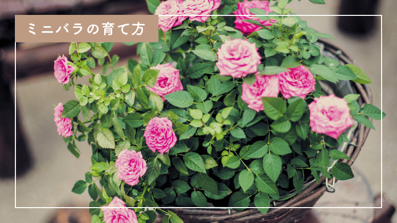 初心者でもできる！ミニバラの育て方とトラブル解決法