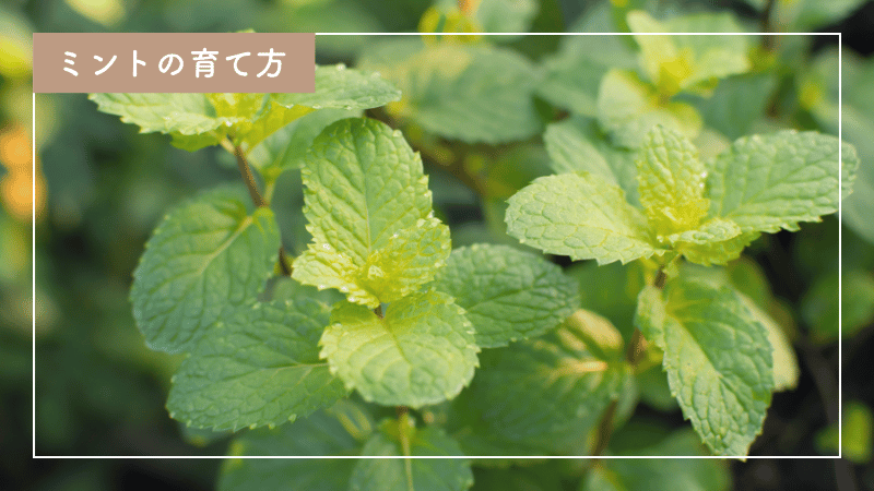 ミント育て方のコツ！プランター栽培、肥料、水の管理まで