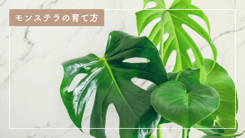 モンステラの手入れと育て方｜おすすめの肥料と与え方もご紹介