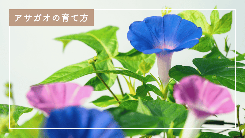 アサガオの育て方｜初心者でも失敗しない肥料、お手入れのポイント