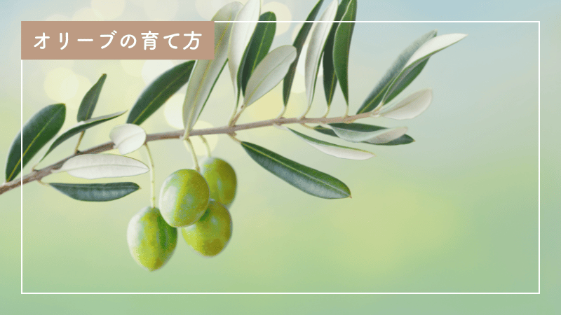 初心者でもできる！オリーブの育て方とお手入れポイント
