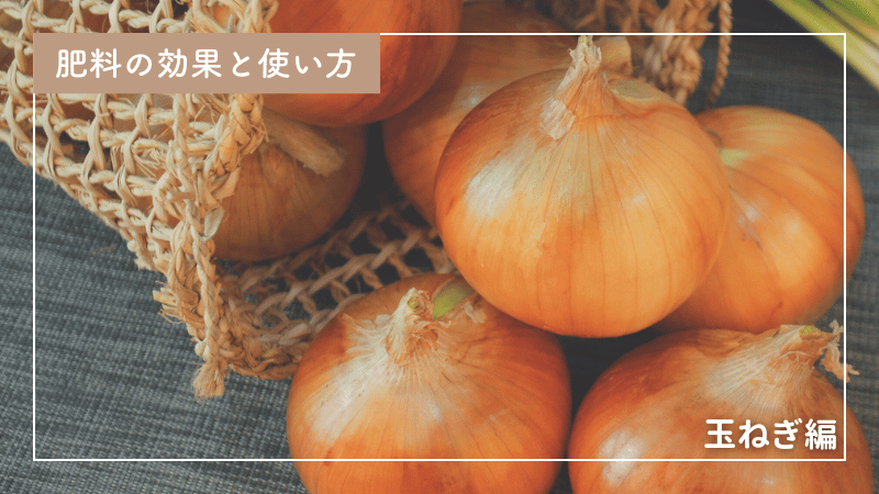 効果的な玉ねぎへの肥料の使い方とタイミング