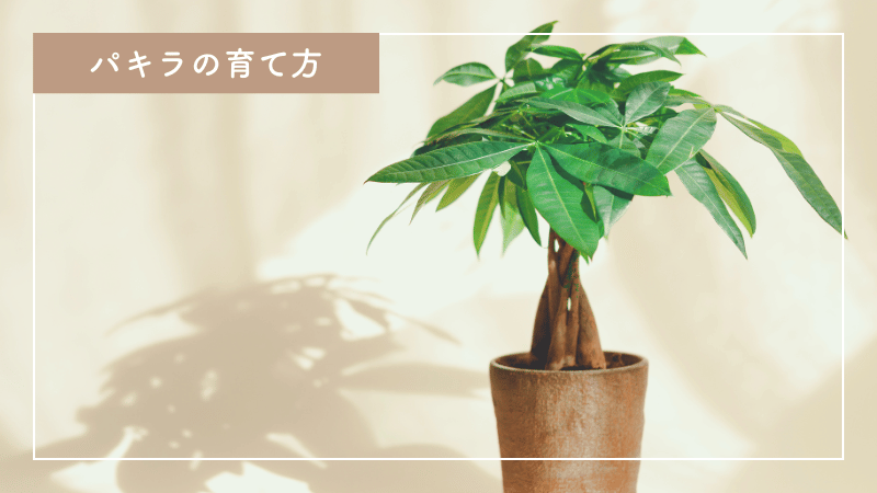 パキラの手入れと育て方｜おすすめの肥料と与え方もご紹介