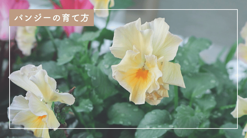 パンジー育て方完全ガイド！初心者でもできる育成のポイント