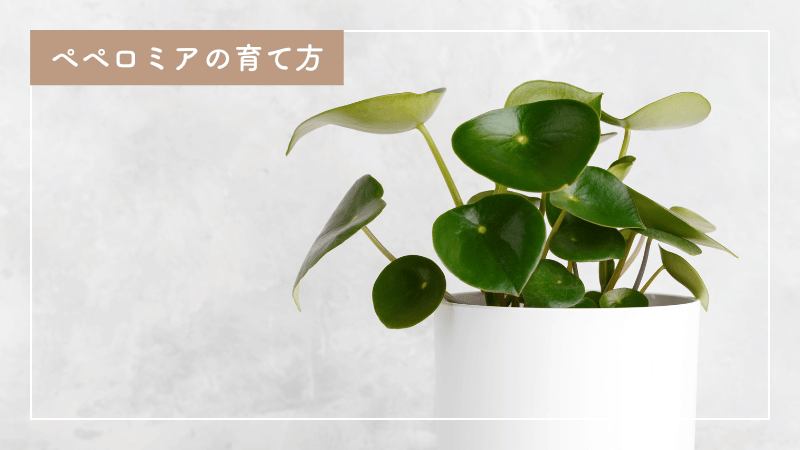 初心者でも大丈夫！ペペロミアの上手な育て方