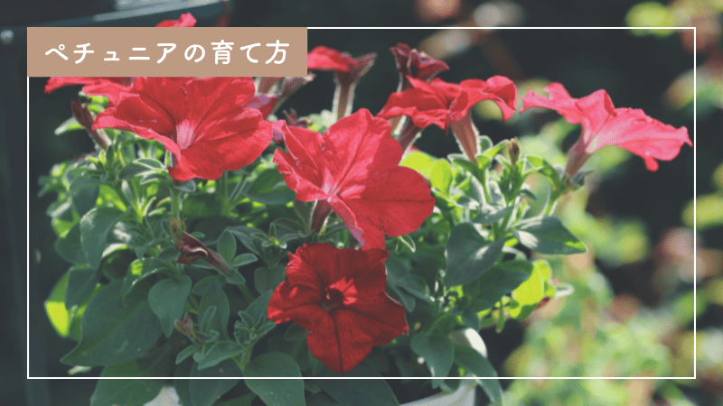 上手なペチュニアの育て方｜肥料の与え方、プランター・鉢植えも