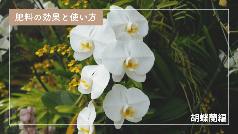 初心者でも安心！胡蝶蘭への施肥方法とおすすめ肥料