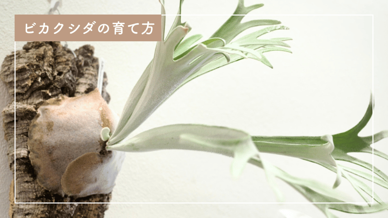ビカクシダ（コウモリラン）の育て方｜水やり・肥料・板付け・季節ごとの管理