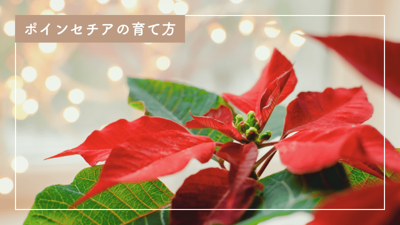初心者のためのポインセチア育て方｜美しい姿を長持ちさせる方法も