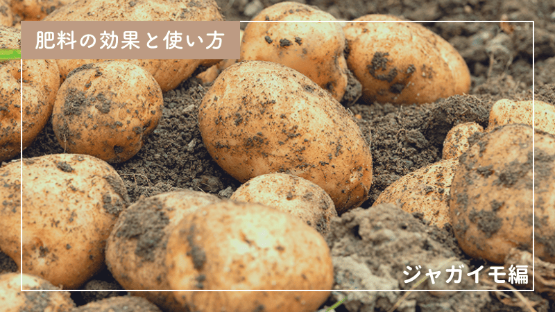 ジャガイモの肥料完全ガイド｜種類と与え方を徹底解説