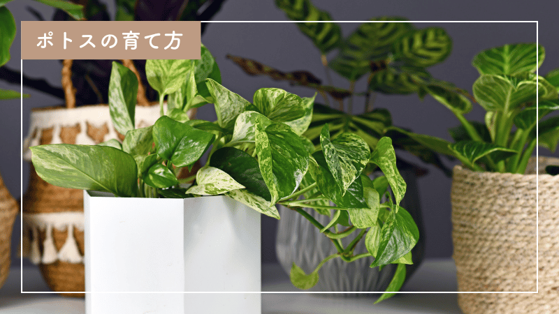 初心者でも大丈夫！ポトスの上手な育て方｜肥料の管理方法も