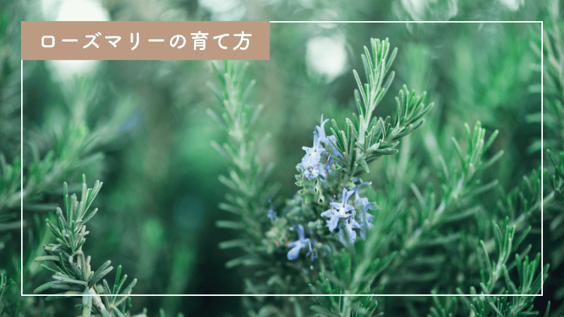 ローズマリーの育て方完全マニュアル｜上手な肥料の与え方も