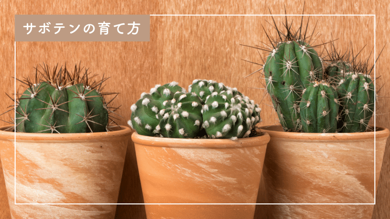 サボテンの育て方完全ガイド｜初心者も安心のテクニック