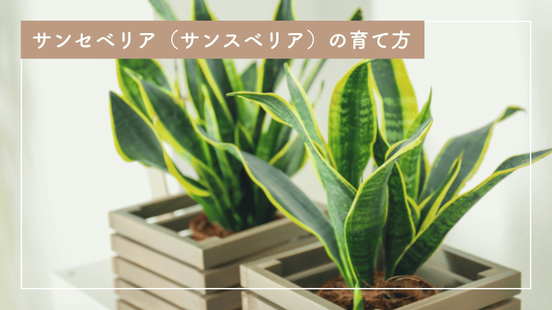 サンセベリア（サンスベリア）の育て方｜株分けや葉挿し方法も