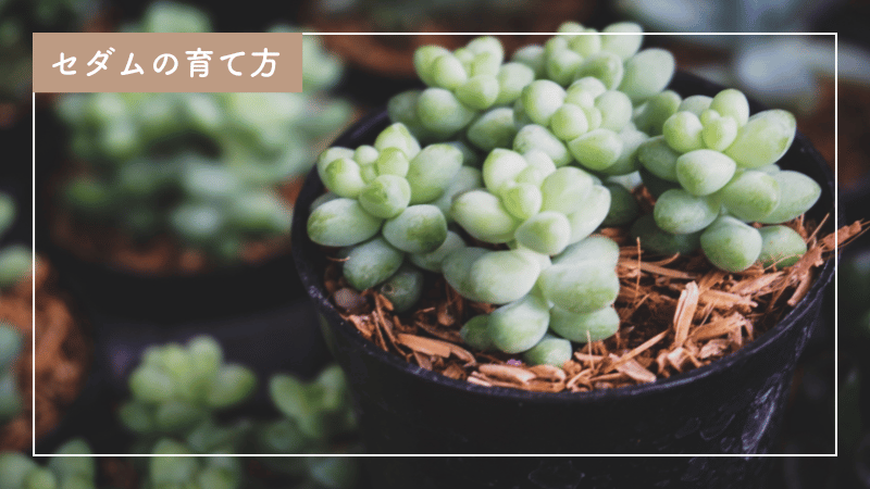 失敗しないセダムの育て方｜肥料や水やり、剪定方法