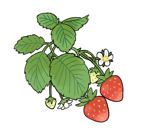 イチゴの育て方｜プランター栽培、肥料の与え方も解説