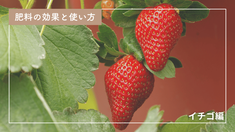 イチゴ栽培のプロが教える｜肥料の効果的な与え方