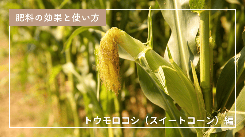 初心者でも分かる！トウモロコシの肥料ガイド