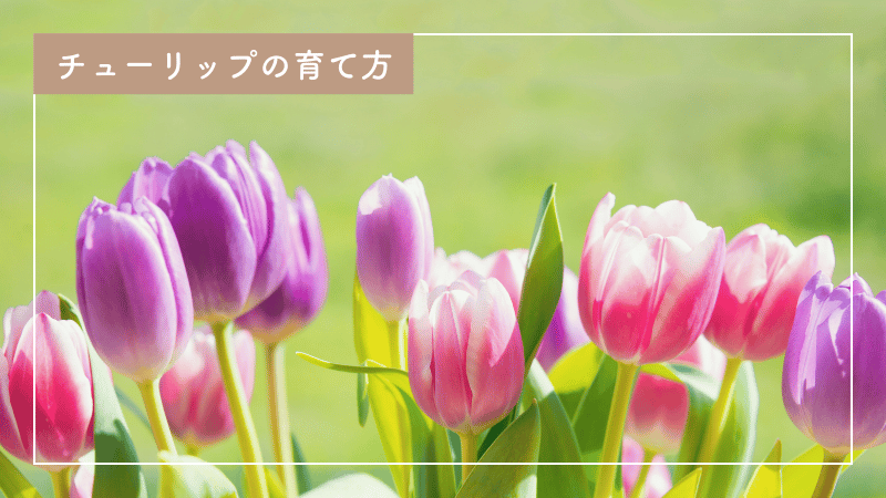 初心者でも簡単！チューリップの育て方