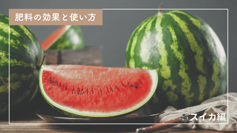 スイカ栽培に最適な肥料の種類と与え方