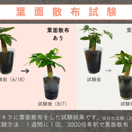 水でうすめてミストする液肥