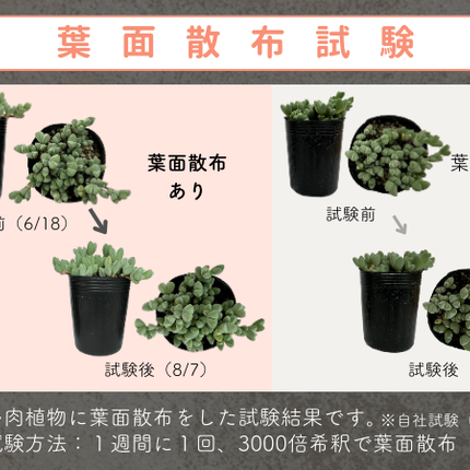 水でうすめてミストする液肥